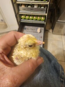 First Peachick of the year! Yea!!! 14 May 2023. Hopefully there will be many more, as my waiting list is over 20 folks...