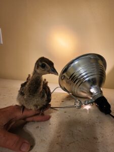 Peachick for sale!!! June 2023. $50.00.