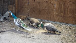 New Pied Peacock. He will be one year old Spring 2024.
